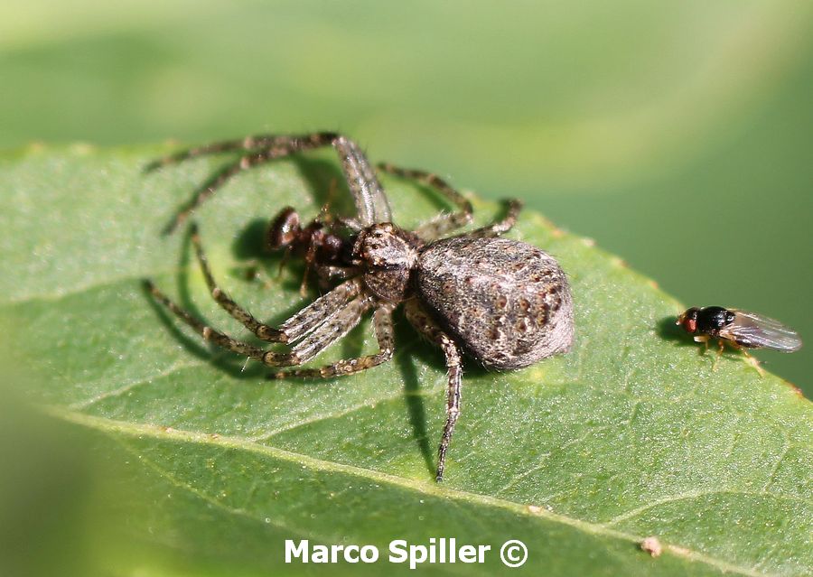 Tmarus sp.  - Milano nord